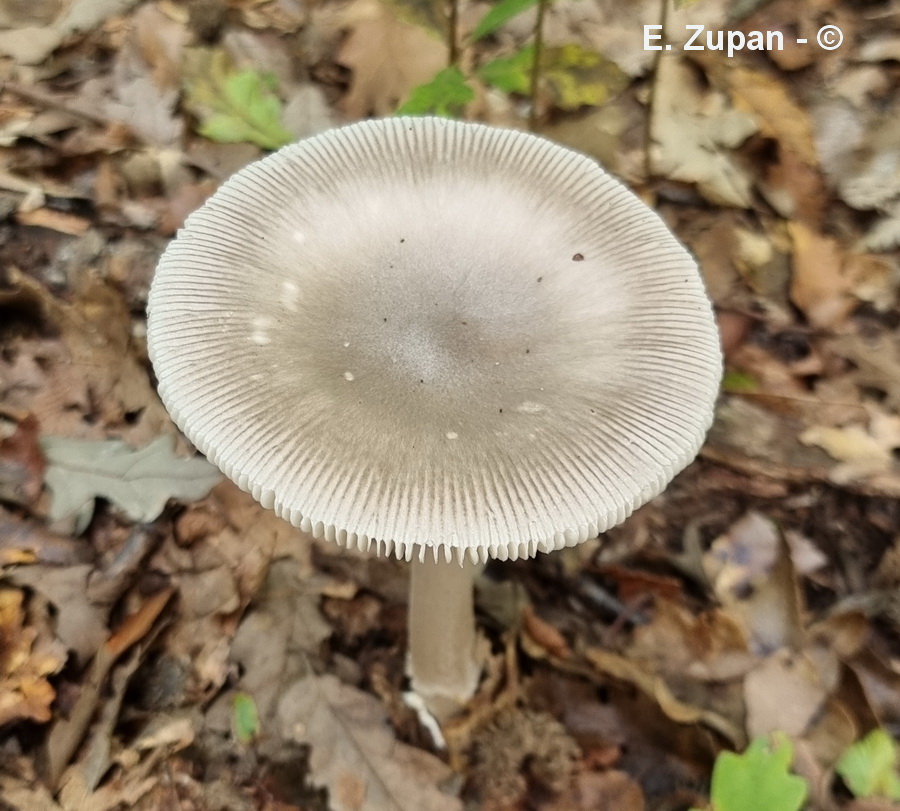 Amanita prudens