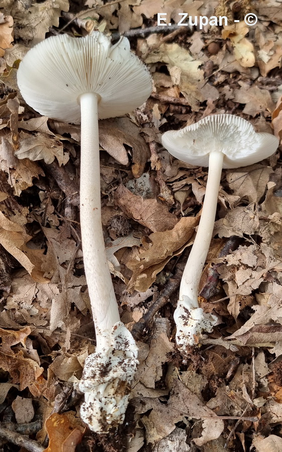 Amanita prudens