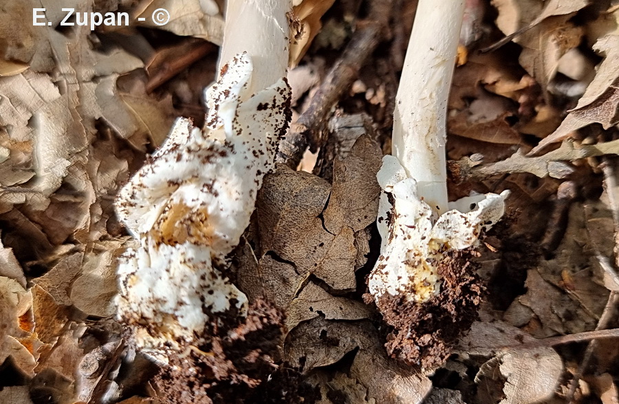 Amanita prudens