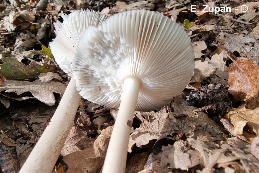 Amanita prudens