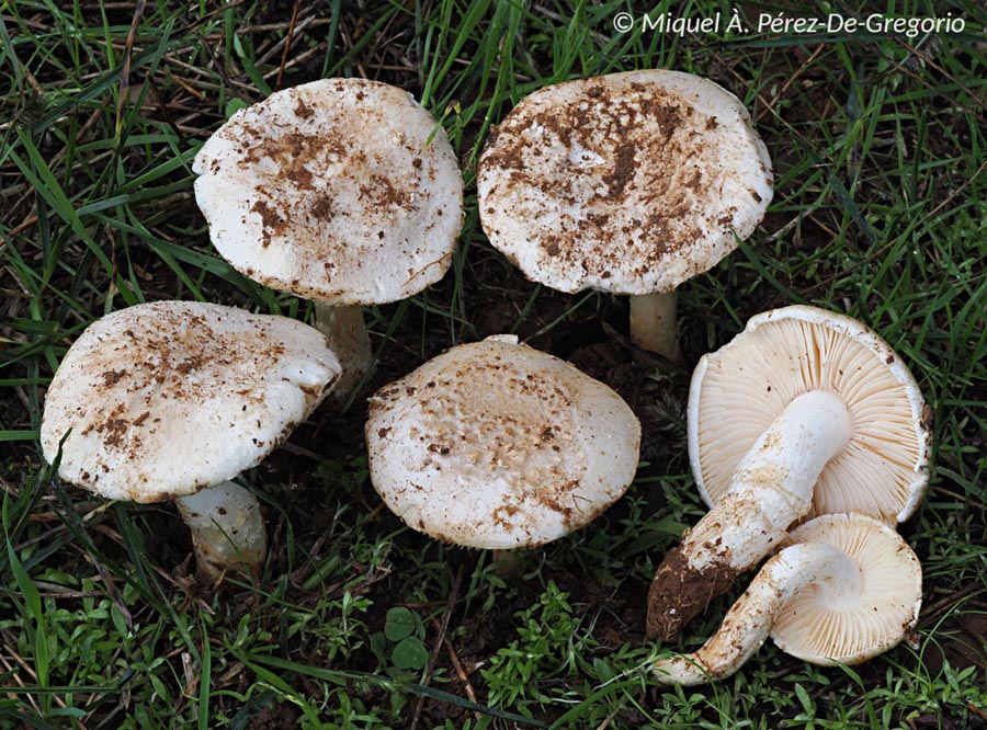 Amanita singeri