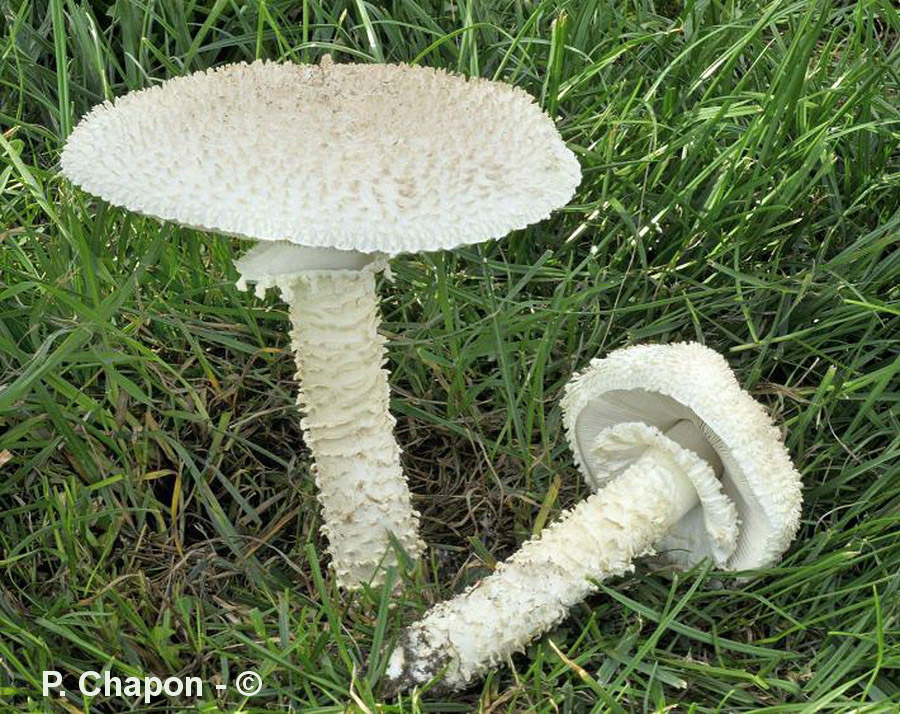 Amanita vittadinii