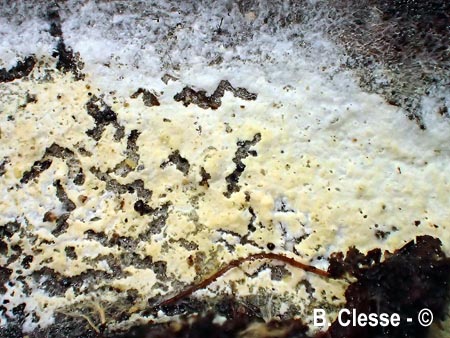 Amphinema byssoides