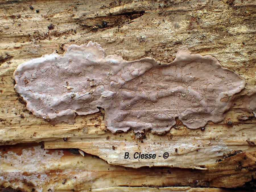 Amylostereum chailletii