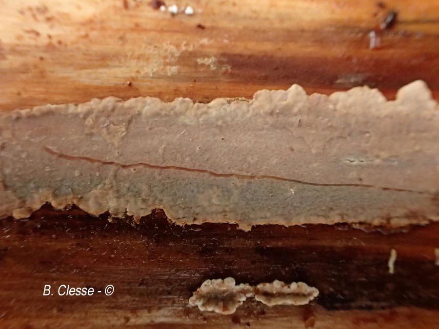 Amylostereum chailletii