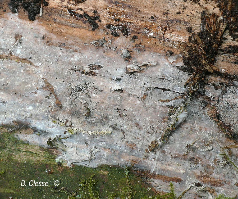 Amyloxenasma grisellum