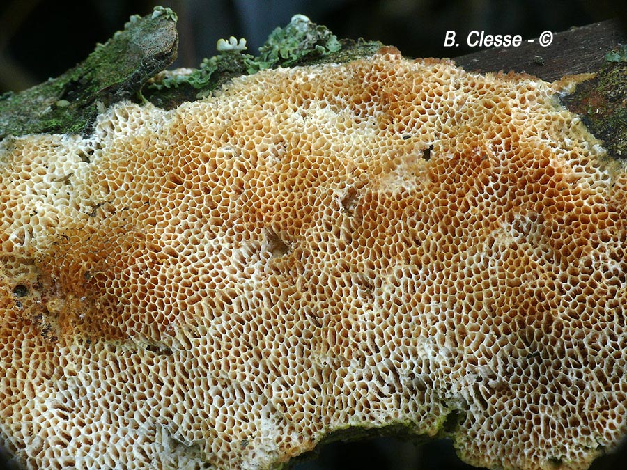 Antrodia albida (Antrodia serpens)