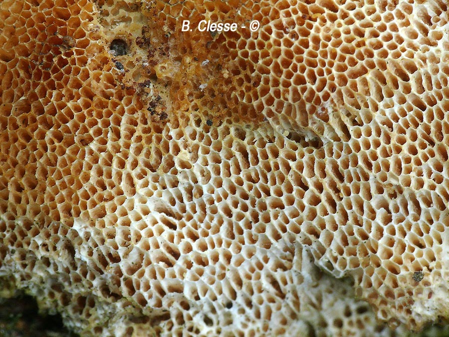 Antrodia albida (Antrodia serpens)