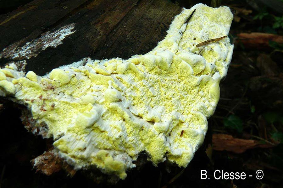 Antrodia xantha (Daedalea xantha)