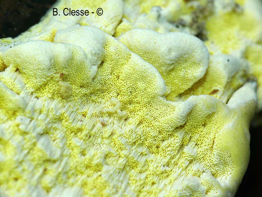 Antrodia xantha (Daedalea xantha)