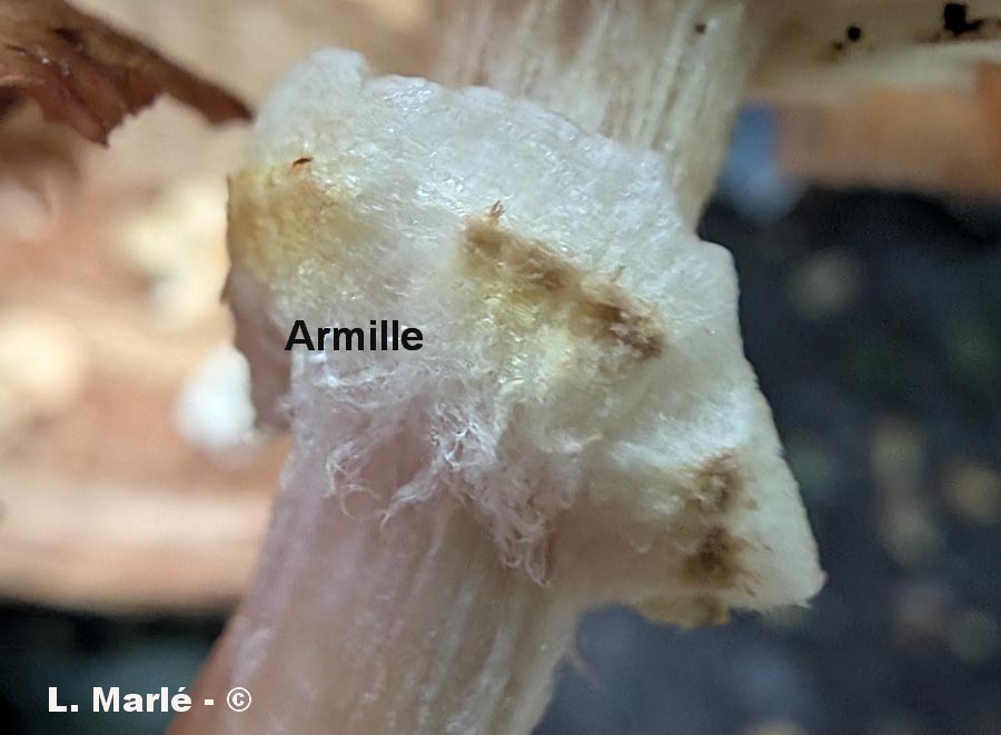 Armillaria ostoyae