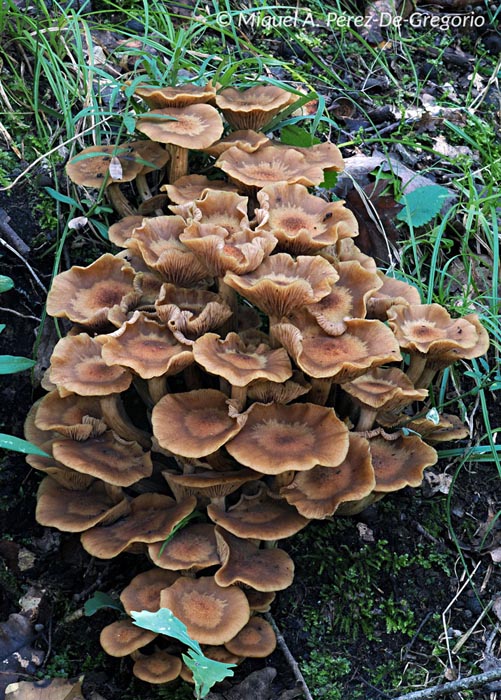 Armillaria tabescens