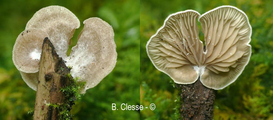 Arrhenia acerosa