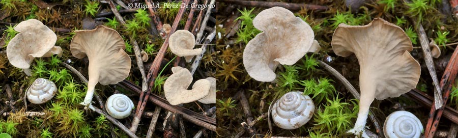 Arrhenia spathulata