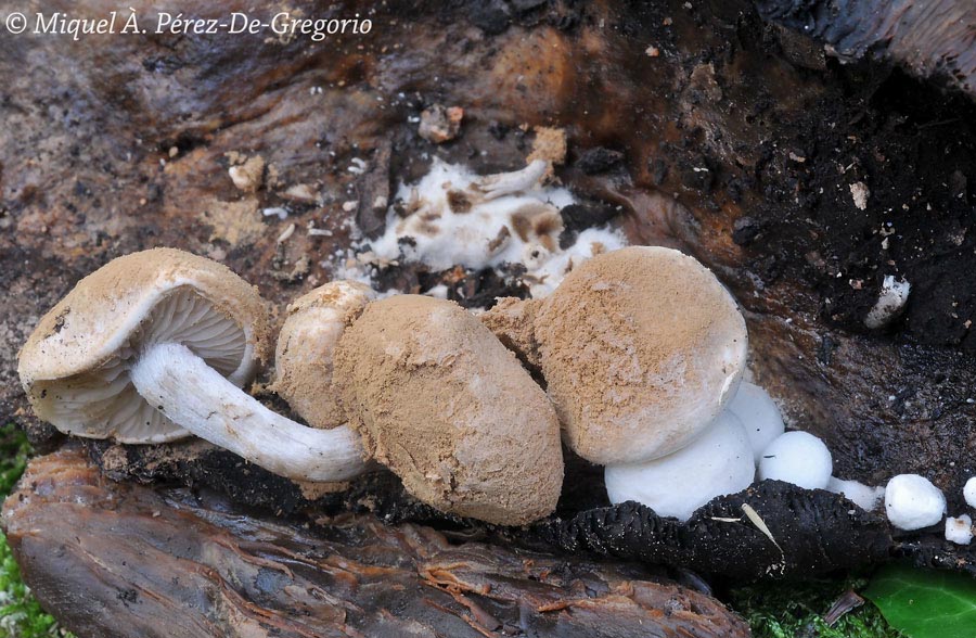 Asterophora lycoperdoides (Nyctalis asterophora, Nyctalis agaricoides, Nyctalis lycoperdoides, Asterophora agaricoides)