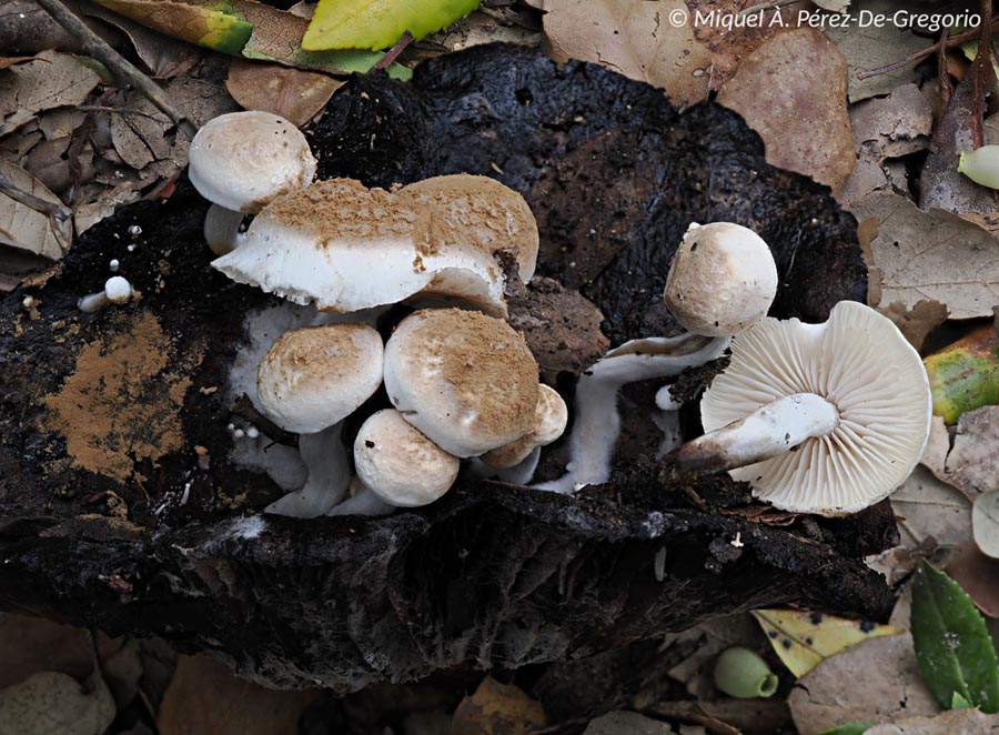 Asterophora lycoperdoides (Nyctalis asterophora, Nyctalis agaricoides, Nyctalis lycoperdoides, Asterophora agaricoides)