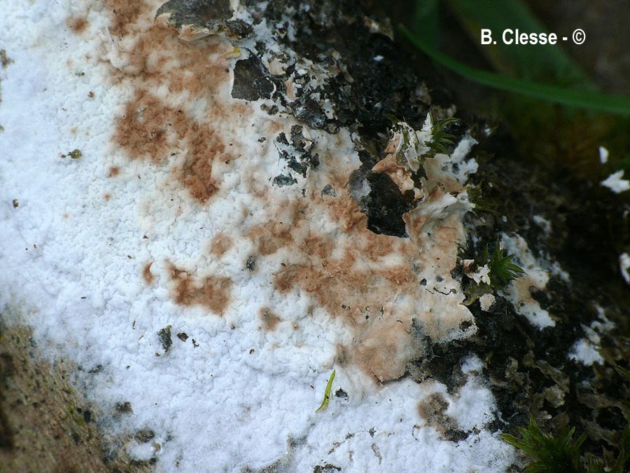 Athelia arachnoidea