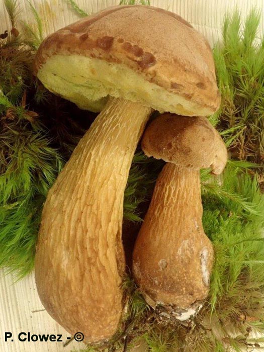 Aureoboletus projectellus