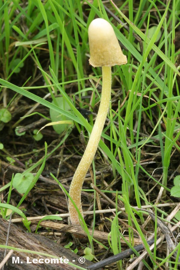 Bolbitius elegans