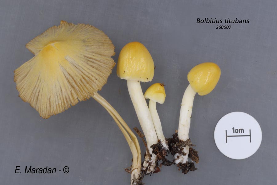 Bolbitius titubans (Bolbitius vitellinus)