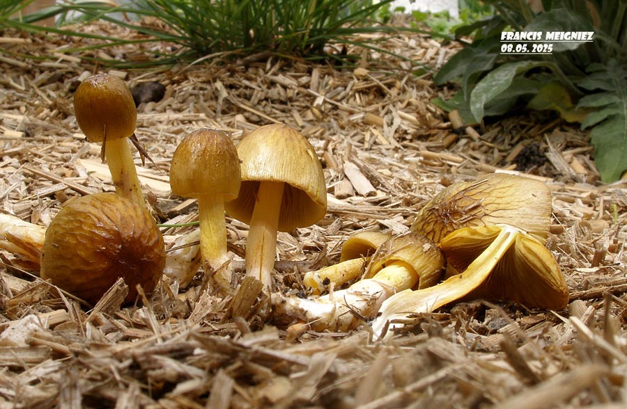 Bolbitius variicolor