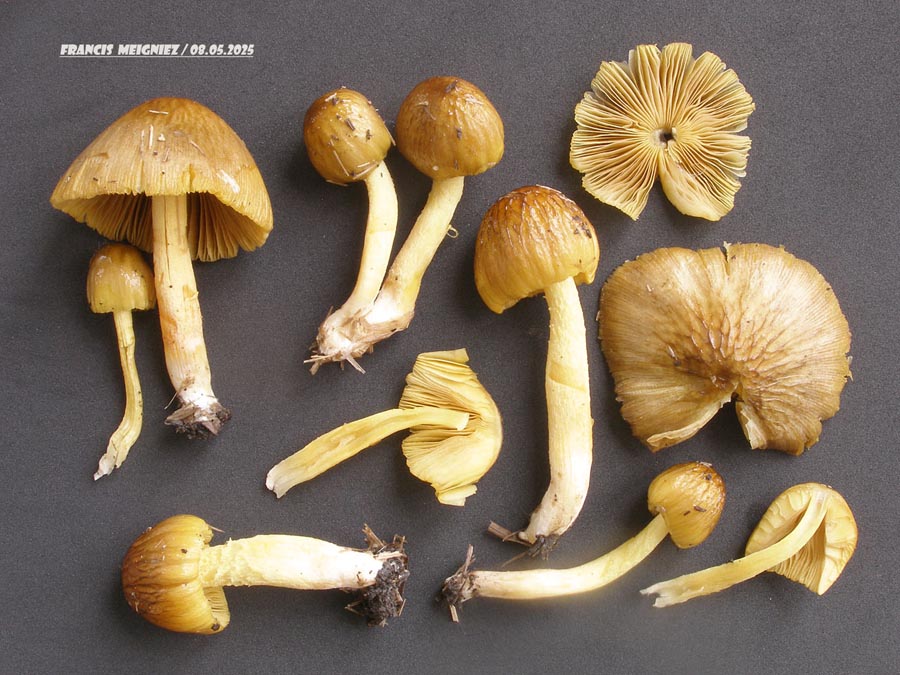 Bolbitius variicolor