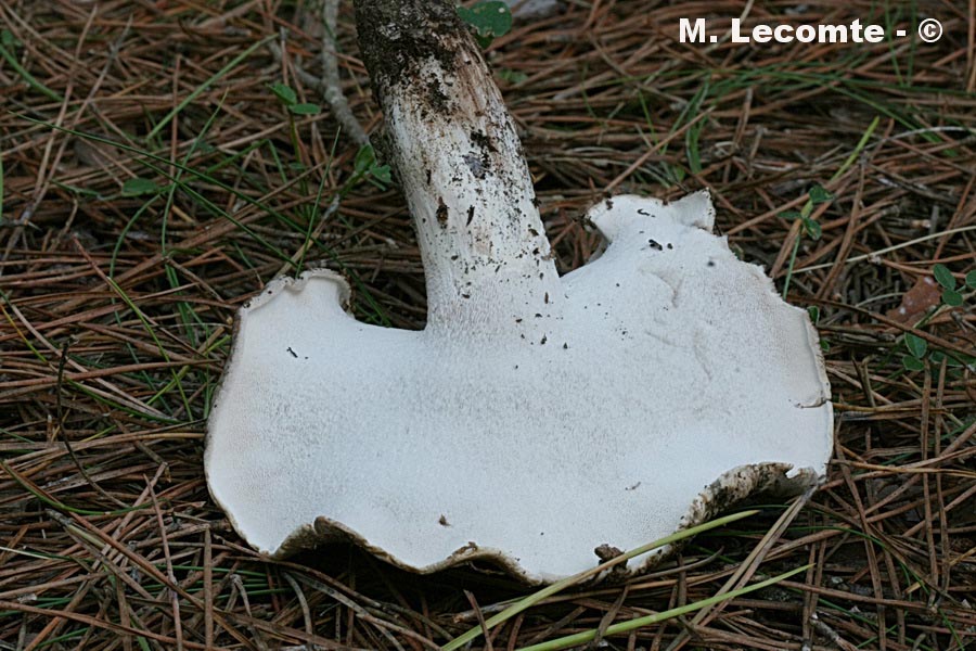 Boletopsis grisea