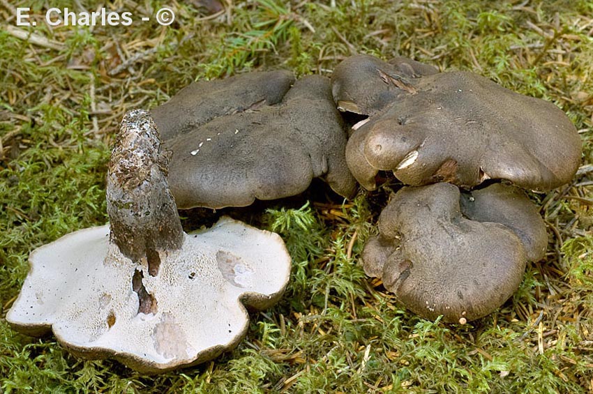 Boletopsis leucomelaena