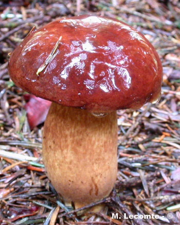 Imleria badia (Boletus badius)