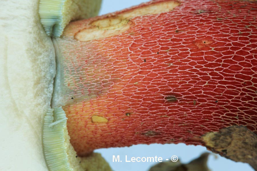 Boletus calopus (Caloboletus calopus)