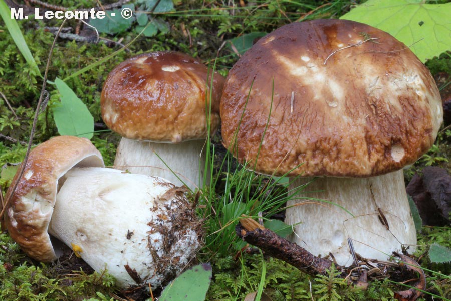 Boletus edulis