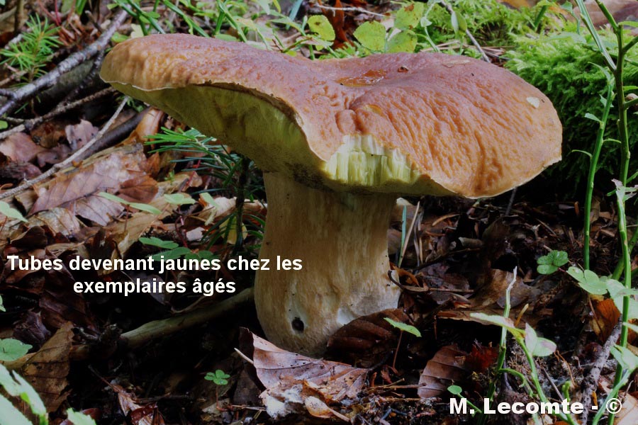 Boletus edulis