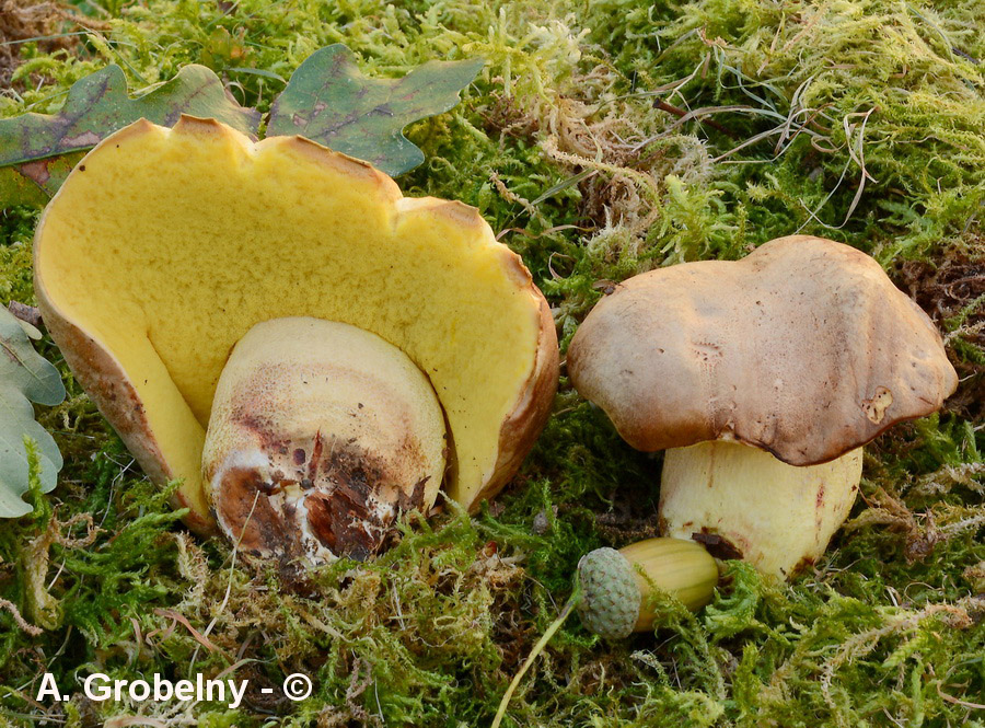 Boletus impolitus (Hemileccinum impolitum)