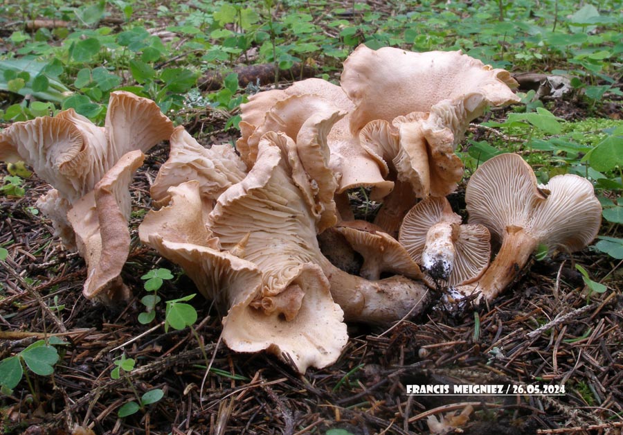 Bonomyces sinopicus