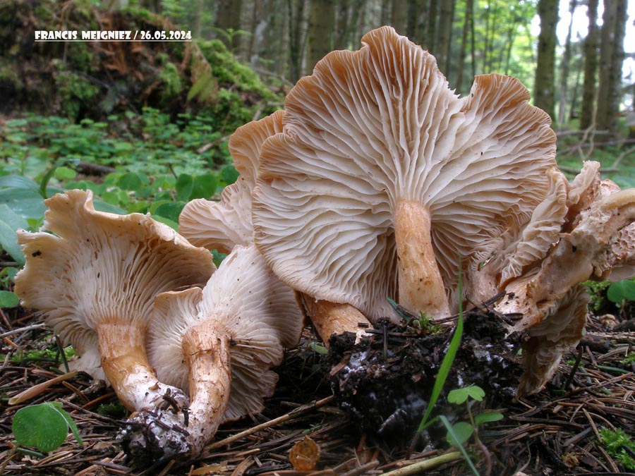 Bonomyces sinopicus