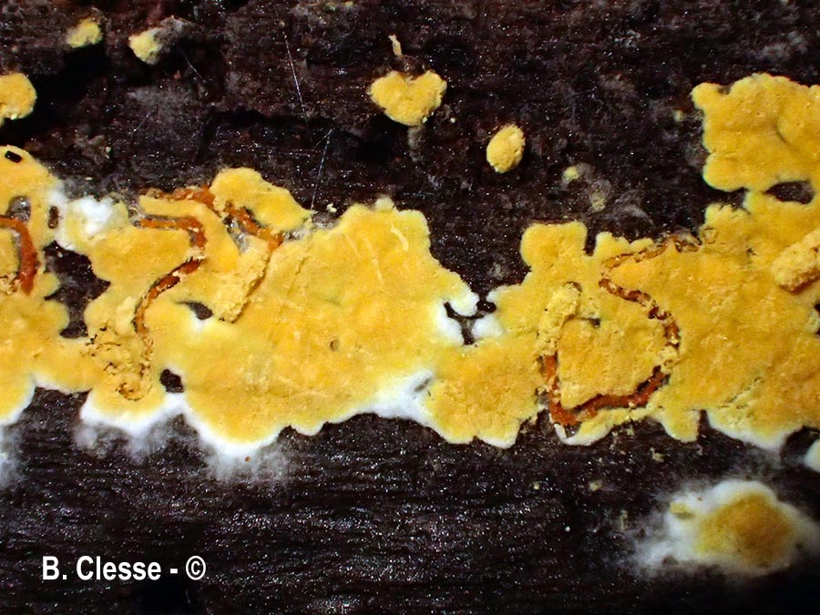 Botryobasidium aureum