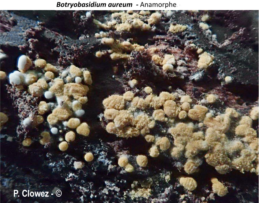 Botryobasidium aureum