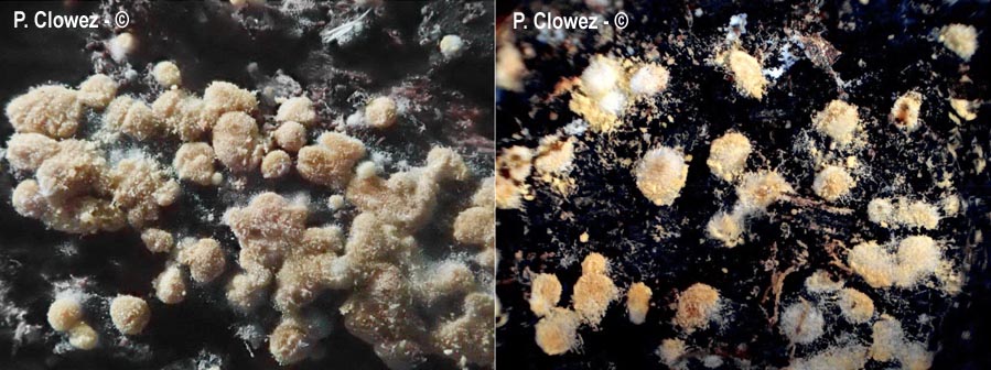Botryobasidium aureum