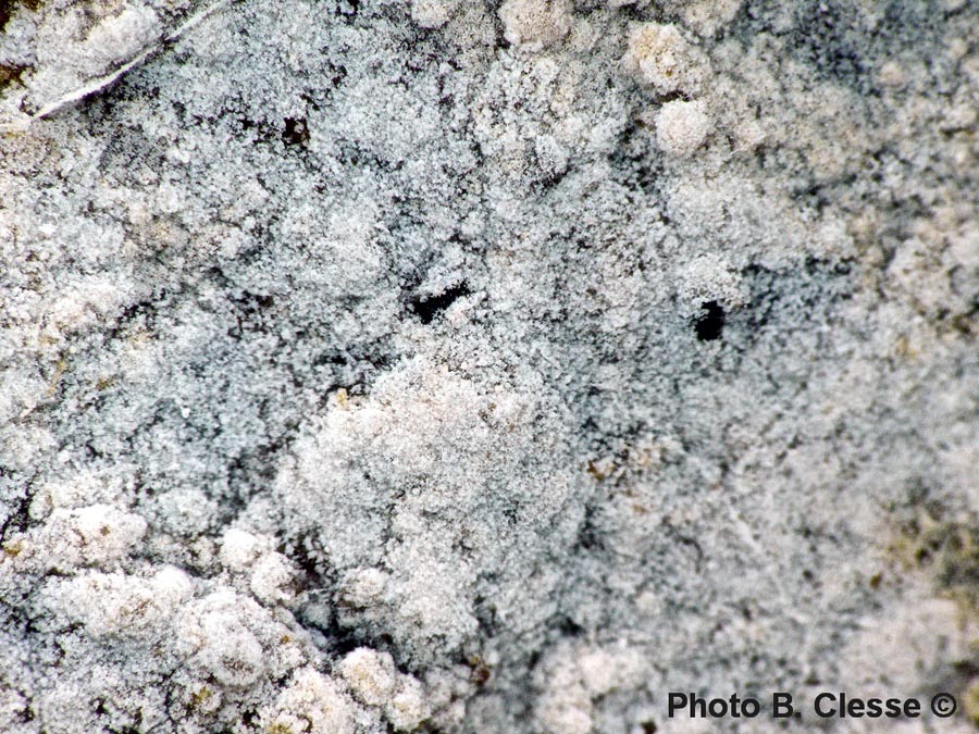 Botryobasidium capitatum