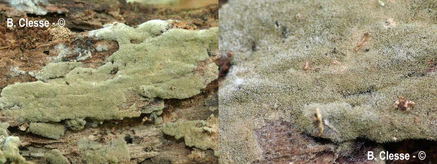 Botryobasidium conspersum