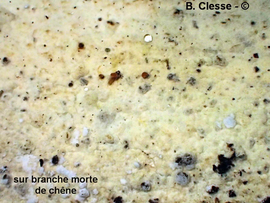 Botryobasidium subcoronatum