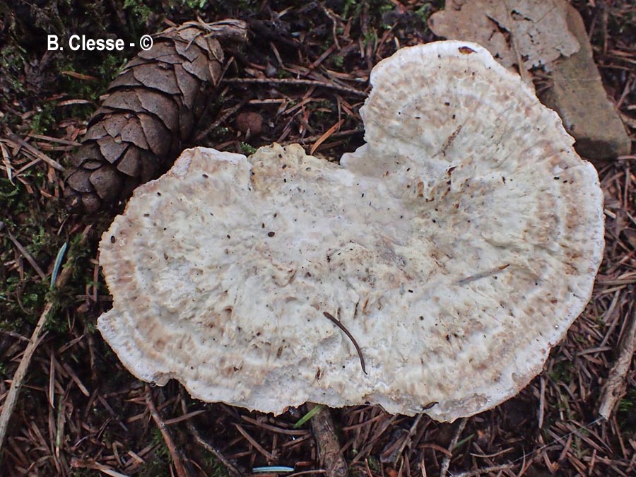 Calcipostia guttulata (Postia guttulata)