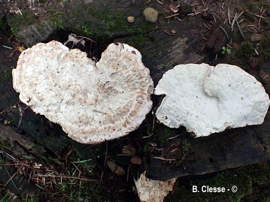 Calcipostia guttulata (Postia guttulata)