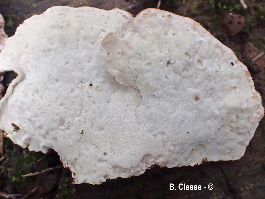 Calcipostia guttulata (Postia guttulata)