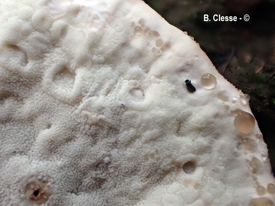 Calcipostia guttulata (Postia guttulata)