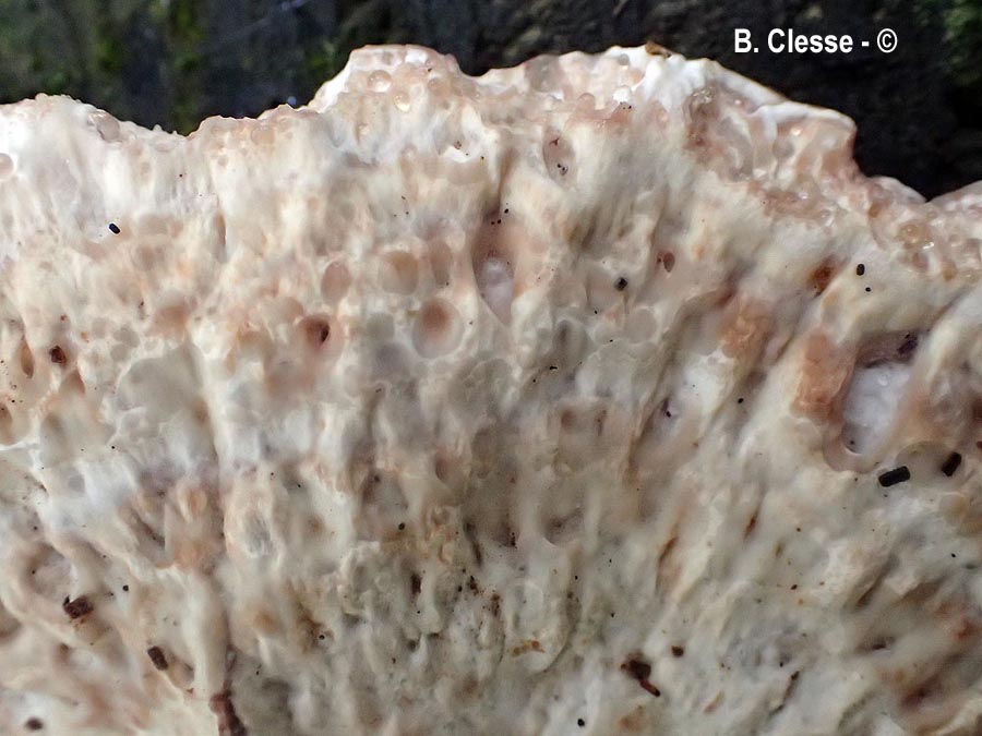 Calcipostia guttulata (Postia guttulata)
