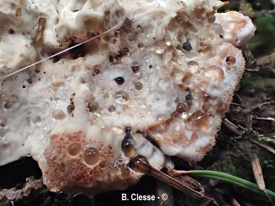 Calcipostia guttulata (Postia guttulata)