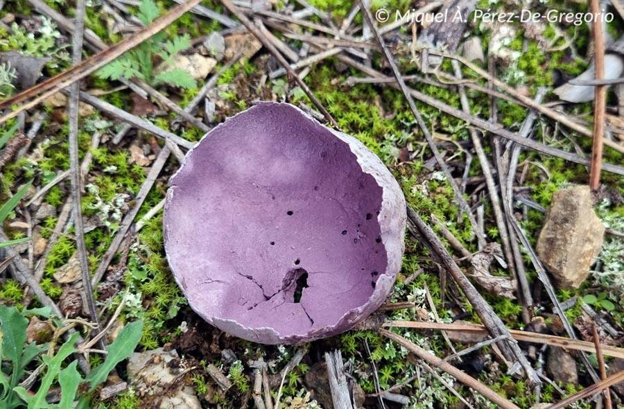 Calvatia cyathiformis (Calvatia fragilis)