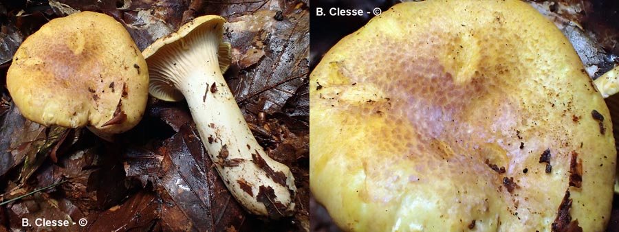 Cantharellus amethysteus