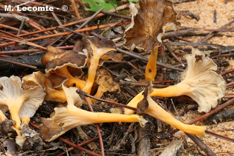 Cantharellus lutescens